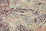 Polished Neoproterozoic Stromatolite (Conophyton) Slab #365842-1